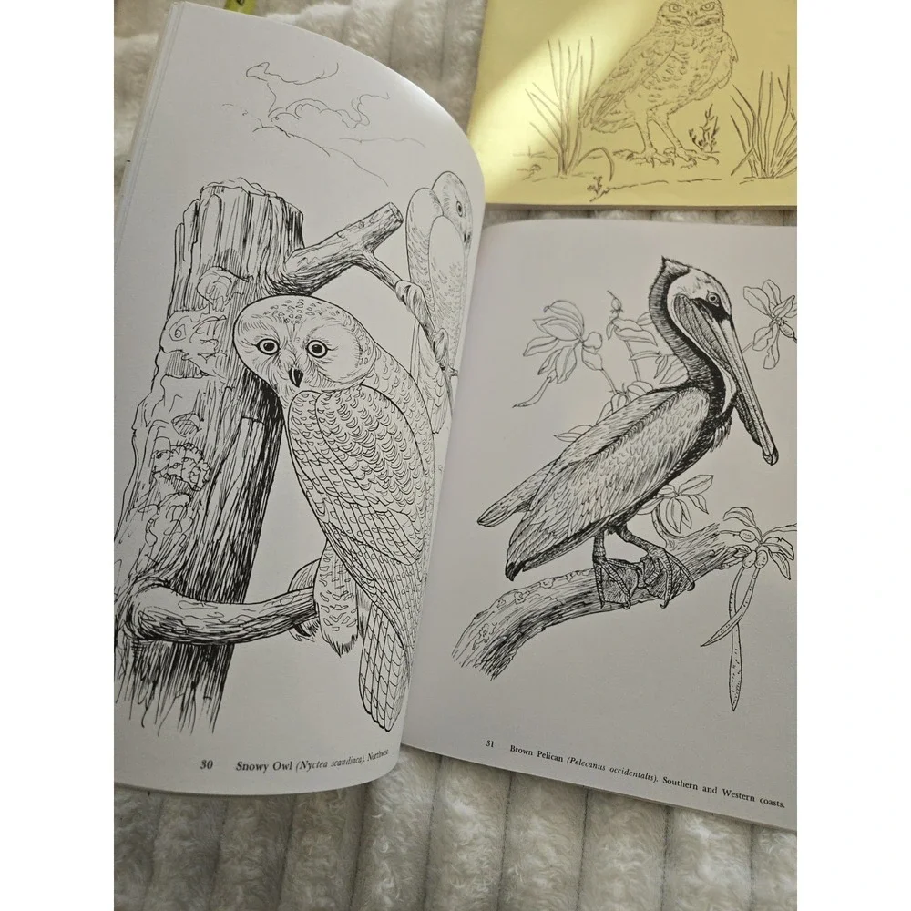 4 Nature Coloring Books Florida Audubon's Birds Everglades West Wildlife Gift